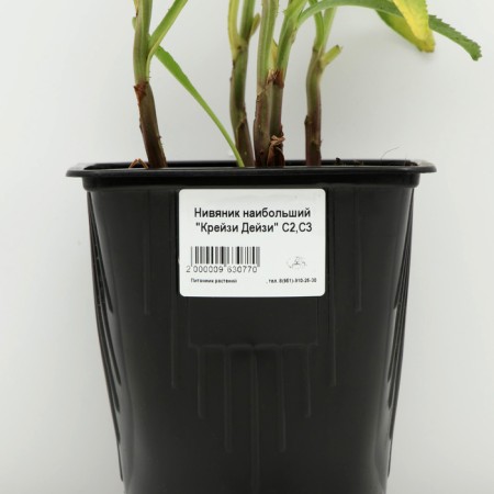 Nyvynik the largest "Crazy Daisy", pot C3, 1 pc, Spring 2024-3