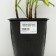 Nyvynik the largest "Crazy Daisy", pot C3, 1 pc, Spring 2024