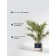 Bamboo in a cement pot, 125 × 125 × 650 mm, green / black / beige color
