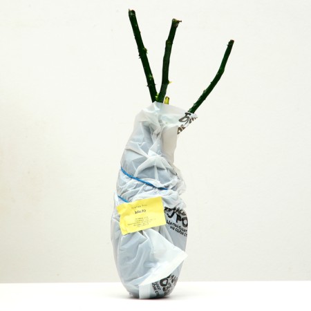 Fobos spray seeding seedlings, 1 pc, spring 2024-3