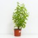 Hydrangea blizzard Snow Snow, C3 Pot, H10-50 Height, 1 pc, Summer 2024