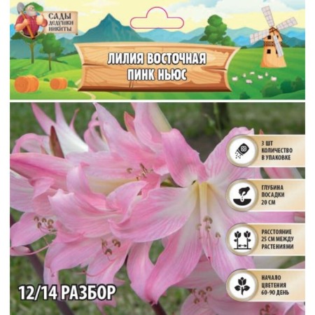 East Lilia "Pink News", rr 12/14, 3 pcs, spring 2024