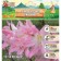 East Lilia "Pink News", rr 12/14, 3 pcs, spring 2024