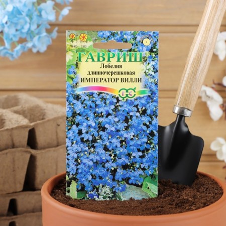 Lobelia flowers "Emperor Willy", o, 0.01 g-4