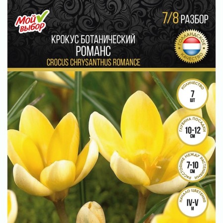 Crocus Botanical romance, river 7/8, 7 pcs, autumn 2024-3