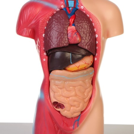 Model "Koms of a Human" collapsible 28*11*7cm-3