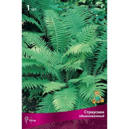 Paporotniki "Order Obeckor", 1 pc, rr I, spring 2025-2