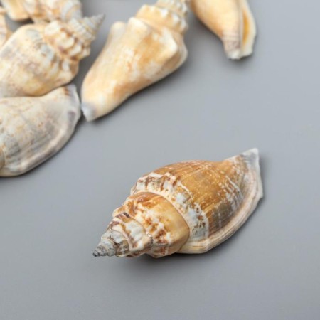 Decorative shells "Strombus urceus" 15 pcs-1