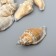 Decorative shells "Strombus urceus" 15 pcs