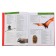 Red Book of Earth (new design). Skaldina O.V., Succan E.A.
