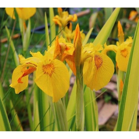 Iris swamp variegate, pot C2, 1 pc, summer 2024