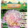 Pion "Madame Calot", rr 2/3, 1 pc,