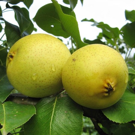 Sahenian Grusha Goko Rost. Sverdlovskaya, pot 2l., Summer 2024