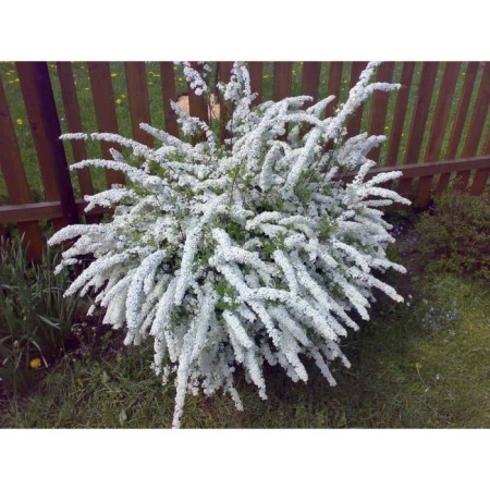 Gray spirea Grefshem, C2 pot, H10-50 height, 1 pc, summer 2024