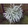Gray spirea Grefshem, C2 pot, H10-50 height, 1 pc, summer 2024