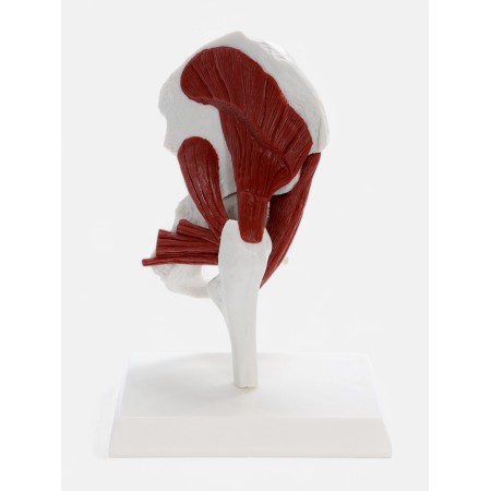 Pill Bone layout with muscle tissue 23*13cm-3
