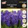 Hyacinth East AIDA, rr 14/15, 4 pcs, autumn 2024