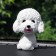 Dog on a car panel shocking his head, poodle