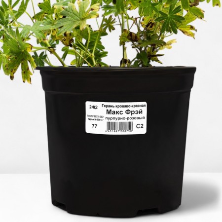 Geranium blood-red max Fray, pot C2, 1 pc, summer 2024-2