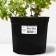 Geranium blood-red max Fray, pot C2, 1 pc, summer 2024