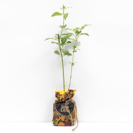 Seedling of wood Anis Winter Orange, pot P9, summer 2024