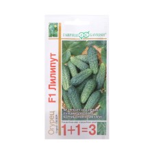 Seeds of cucumber 