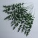 Decorative branch "Eucalypt", 39 × 4.5 × 4.5 cm