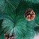 Cedar green cones 180 cm, D needle 10 cm, D of the lower tier 100 cm, 235 branches, metal stand