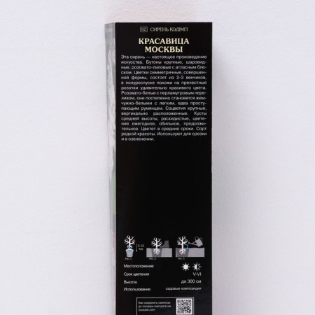 Ordinary Lilac "Beauty Moscow" 1 pc, tube, spring 2025-1