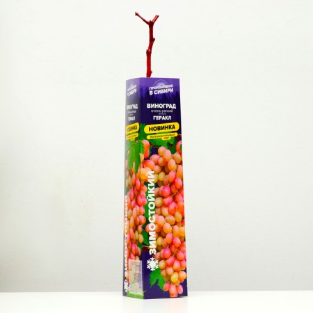 Grape seedling "Heracles", 1 pc, spring 2024-1