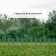 Decorative fence, 25 × 170 cm, 5 sections, plastic, green, "wonderful garden"