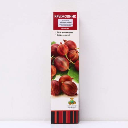 Gooseberry "Hinnonmaen Punainen", 1 pc, tube, spring 2025