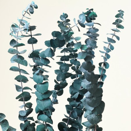 Sukhotzet "eucalyptus tree", blue, 10 pcs. packaged-1