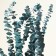 Sukhotzet "eucalyptus tree", blue, 10 pcs. packaged