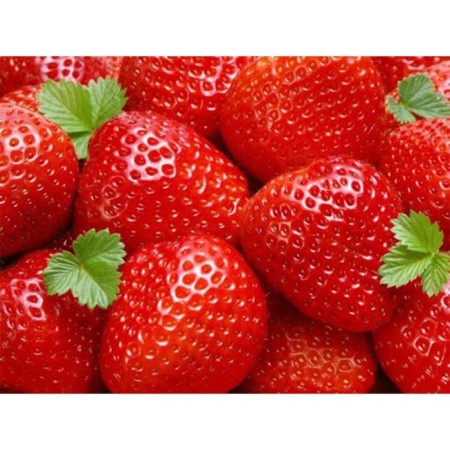 Strawberry seedling of Frigo Vima Ksima (Vima XIMA) A (9-15 mm), 5 pcs