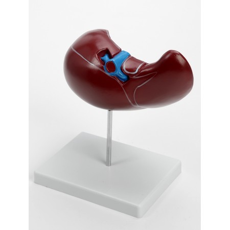 Matcage "liver in context"-2