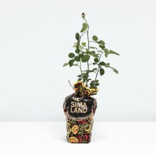 Seedling rose manstead Wood, English, pot 2 l., Summer 2024