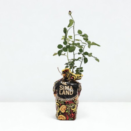 Seedling rose manstead Wood, English, pot 2 l., Summer 2024