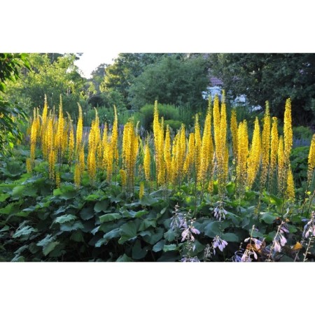 Buzonik Przhevalsky, s3 pot, H10-50 height, 1 pc, summer 2024