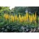 Buzonik Przhevalsky, s3 pot, H10-50 height, 1 pc, summer 2024