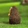 Garden figure "Hedgehog with fly agaric" 9x8x11cm