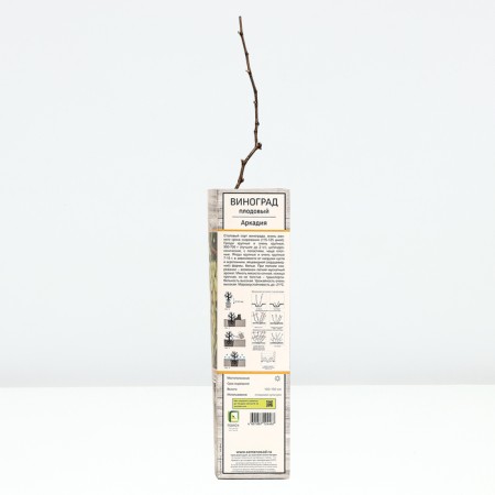 Fruit grapes "Arkady", tube, 1 pc, spring 2024-2
