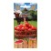 Seeds Tomat "Burnen F1", 0.03 g.