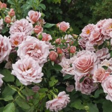 Seedling rose 