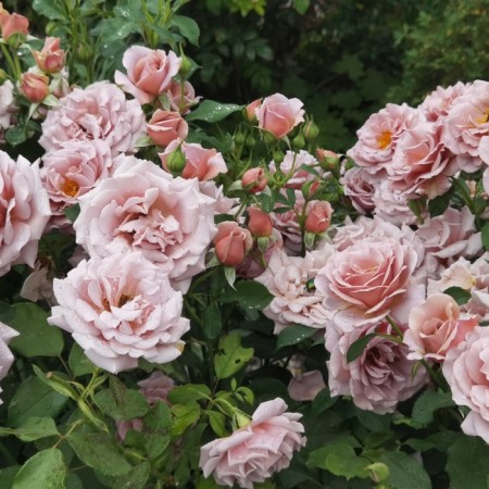 Seedling rose "Coco Loko", tube, spring 2025