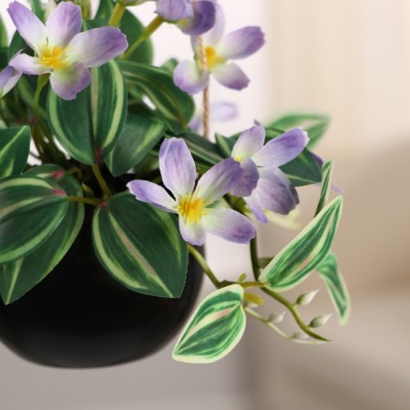 Bonsai in the pot "Maranta" (on the suspension) 9x15 cm, mix-1