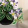 Bonsai in the pot "Maranta" (on the suspension) 9x15 cm, mix