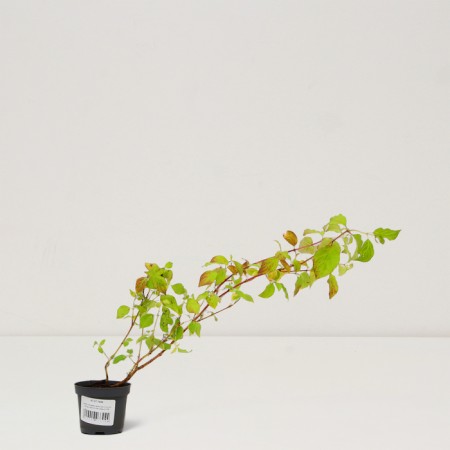 Seedling of a blood-red wood "Winter Beauty", P9 pot, summer 2024-2