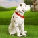 Garden figure "Dog Dalmatian" 33cm