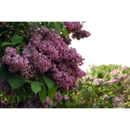 Lilac Ordinary Olympiad Kolesnikov, C3 pot, H10-50 height, 1 pc, summer 2024